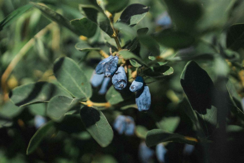 hunajamarjatila resepti hunamarja pannari kondensoitumaito 2