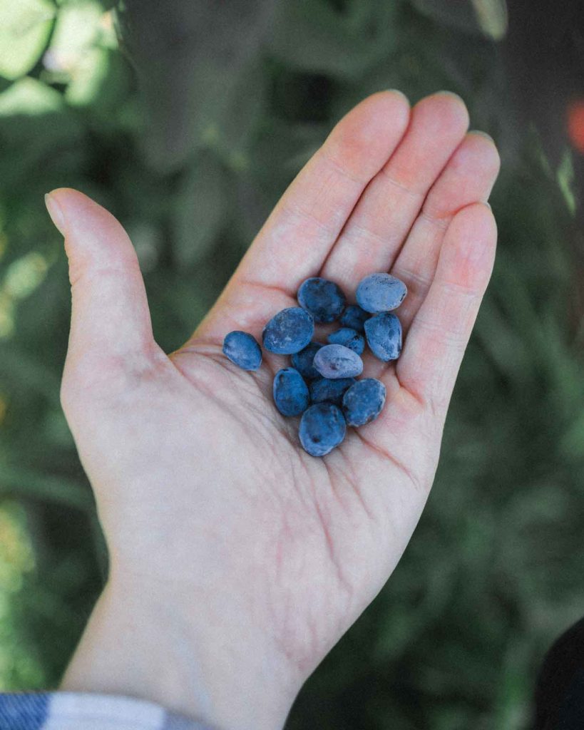 hunajamarjatila resepti hunamarja pannari kondensoitumaito 3