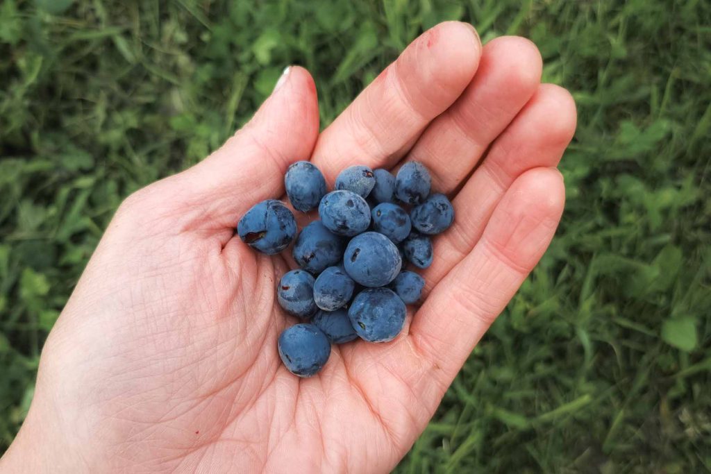 hunajamarja ravintoarvot polyfenolit antosyaanit