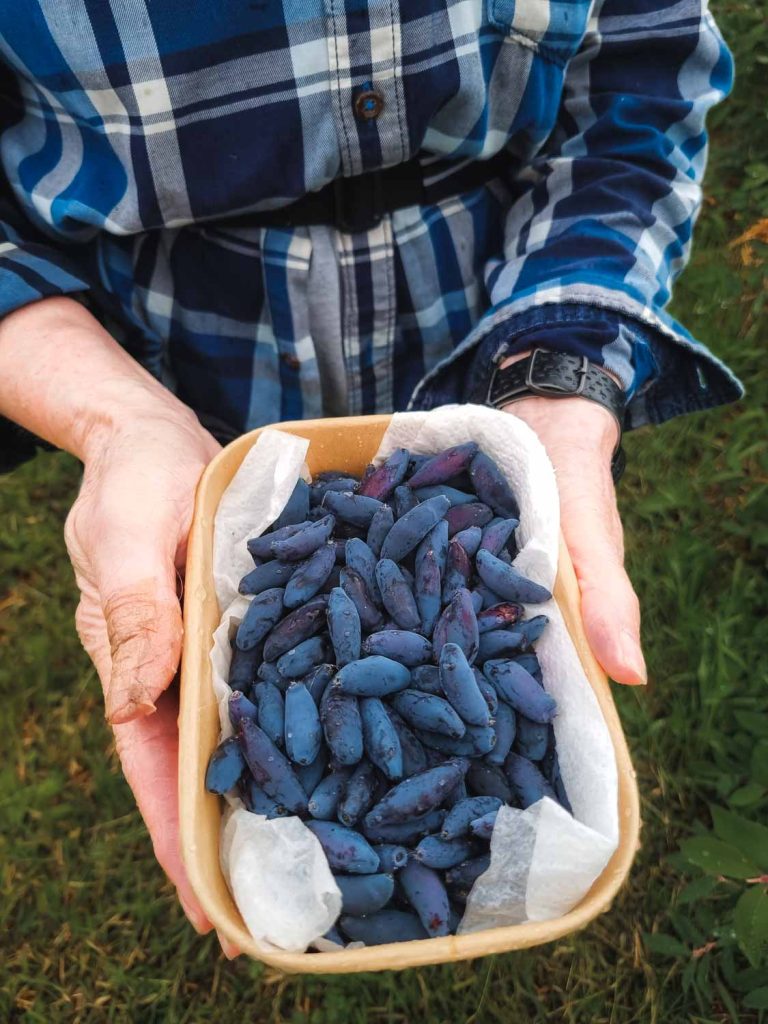 Etusivu hunajamarjatila itsepoiminta 1