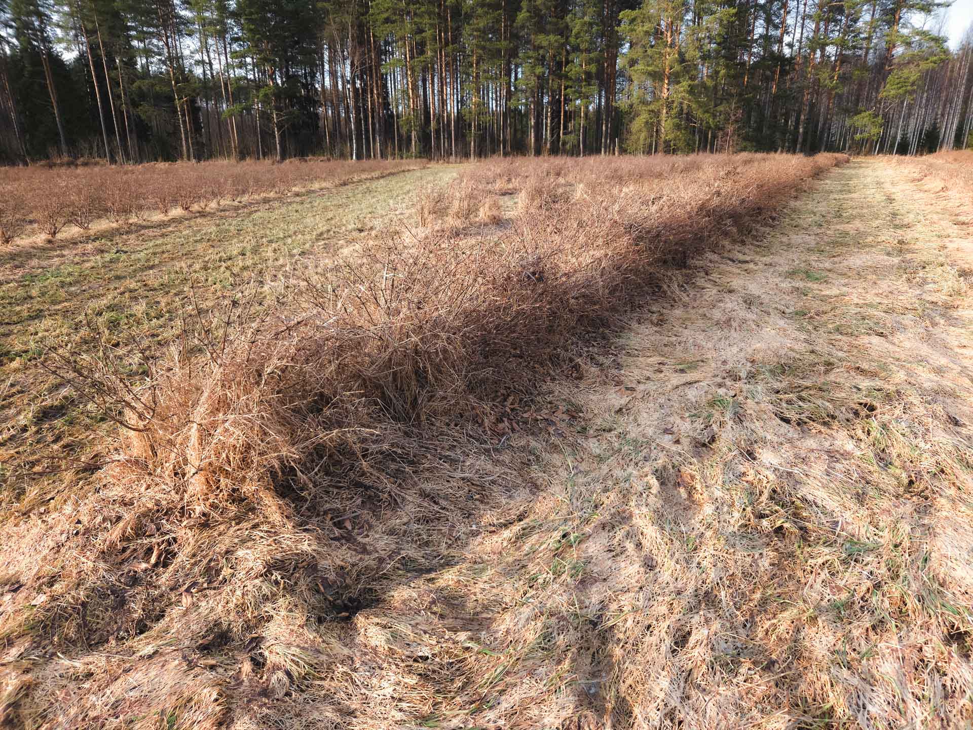 Huhtikuun hulinat - Hunajamarjojen lannoittaminen ja katteen laitto hunajamarjatila joensuun markkinat 9